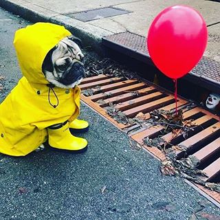 #It #stephenking #horror #dog
